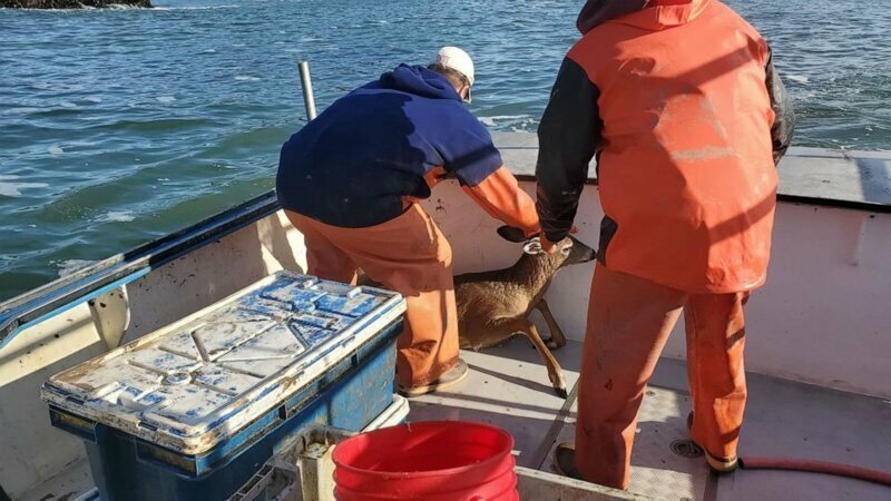 Счастливое спасение: рыбаки выловили в открытом море оленя