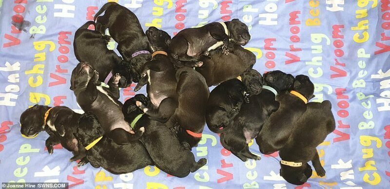У британской собаки родилось сразу два десятка щенков 