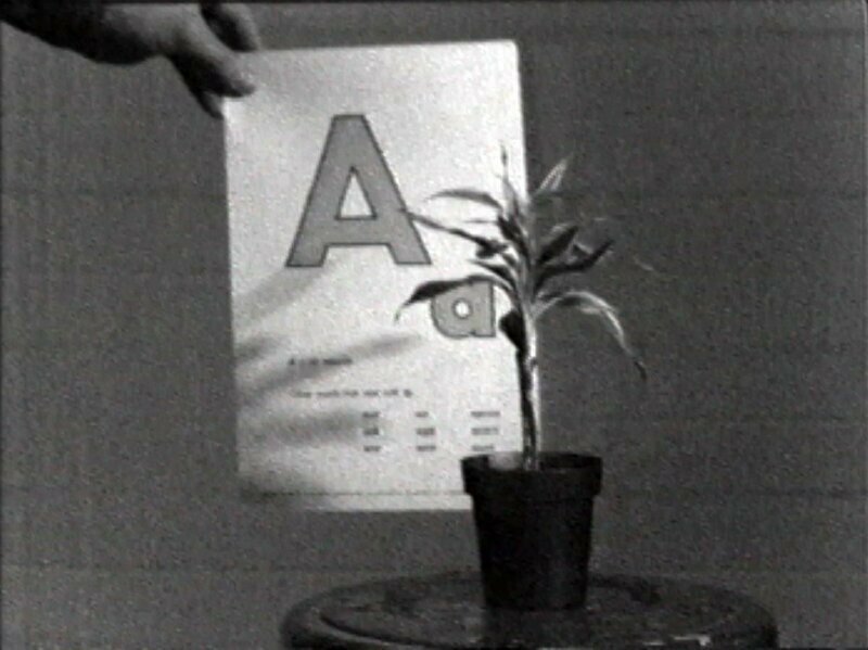John Baldessari «Teaching a Plant the Alphabet», 1972 Все просто - растения обучали алфавиту - каждую букву выкрикивали несколько раз, снимали это на видео и  понимали, что растение учится