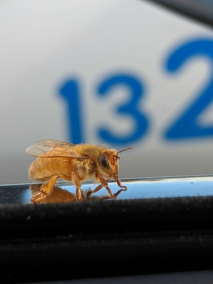 Золотая пчелка