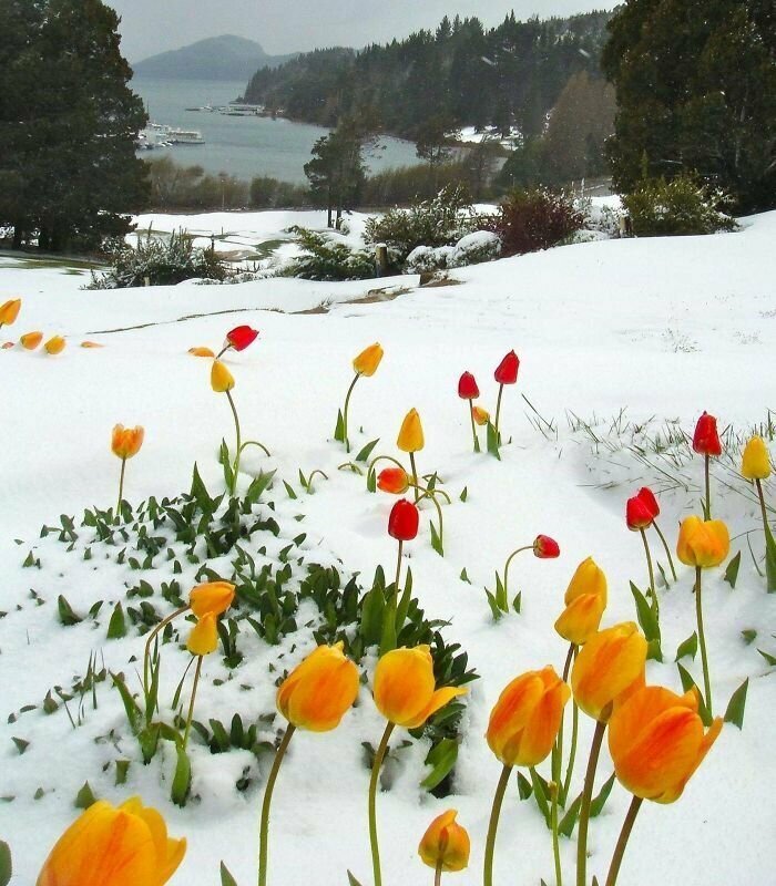 Цветущие под снегом тюльпаны
