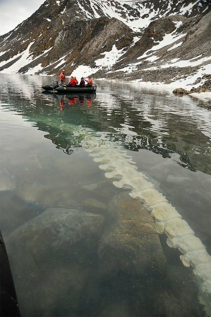 Позвоночник кита под водой. Конгс-фьорд, Шпицберген, Норвегия