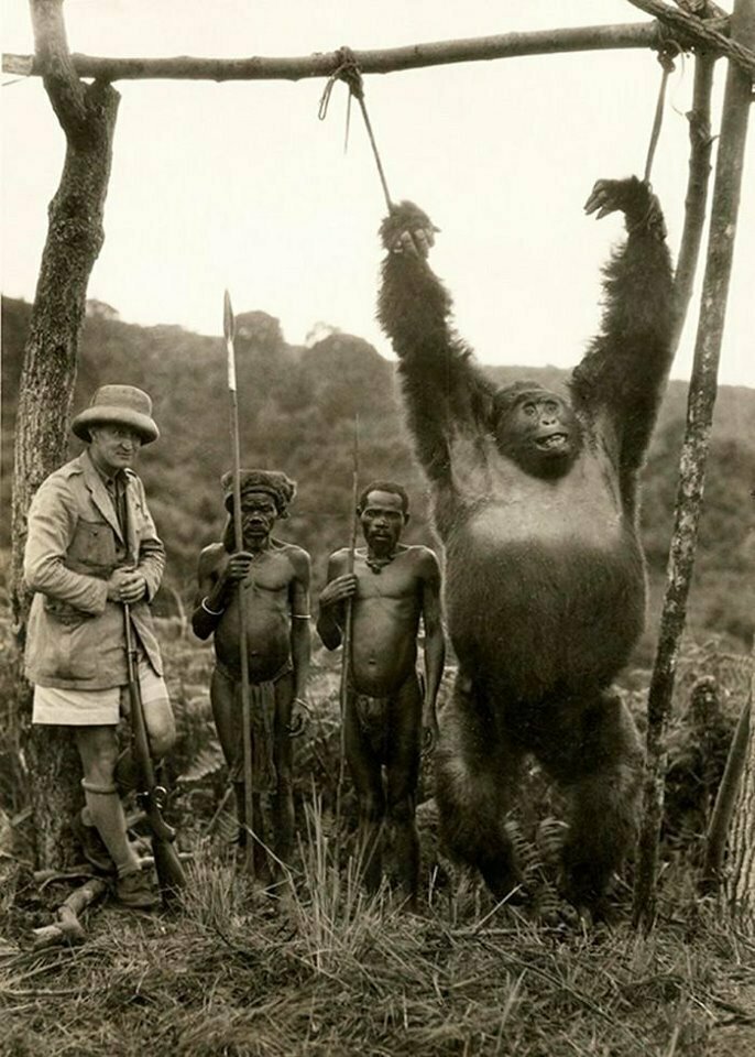Итальянский путешественник Аттилио Гатти с двумя нанятыми пигмеями и пойманной ими гориллой в Бельгийском Конго, 1930 год