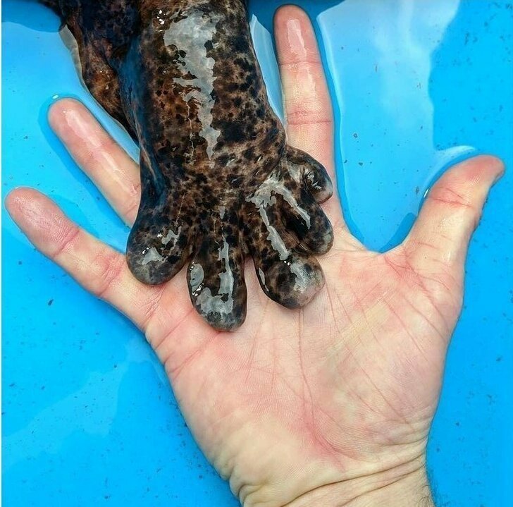 Рука человека и лапа исполинской саламандры