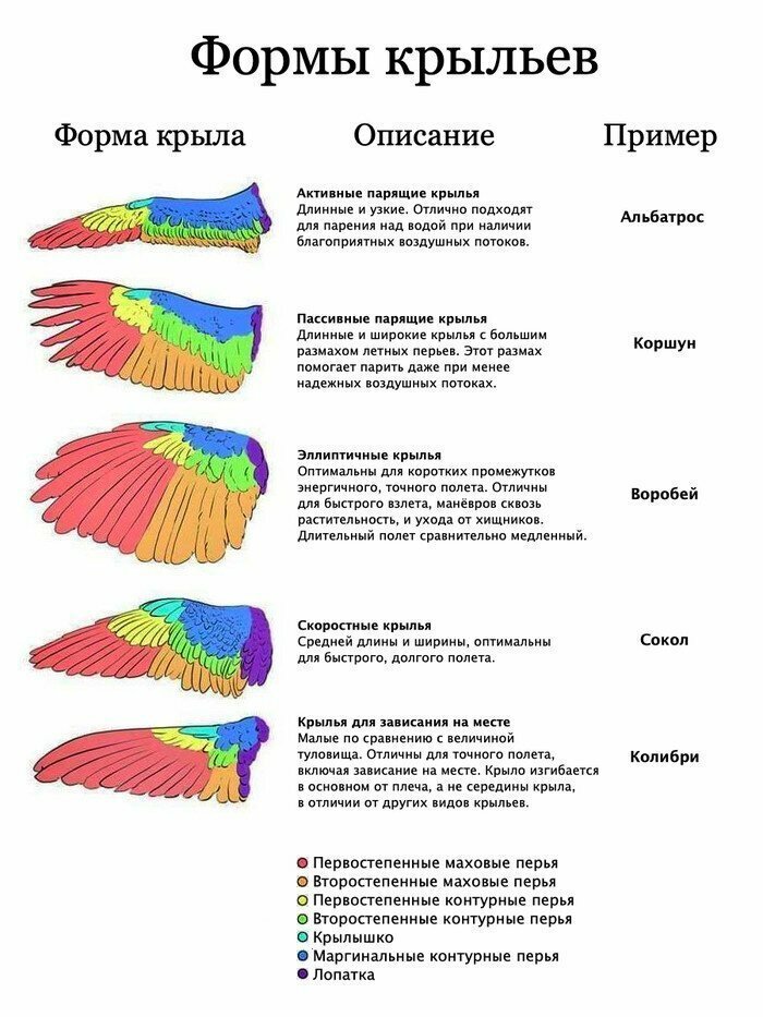 О животных