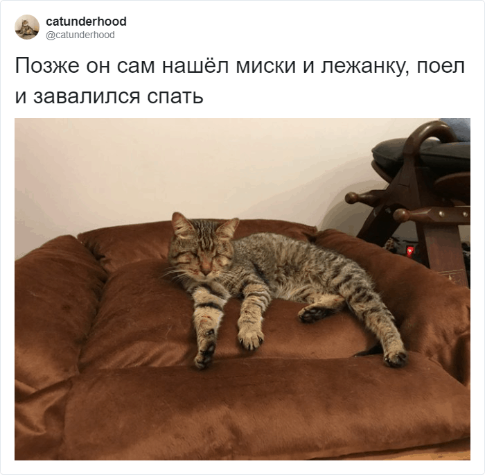 Котик незрячий, но любимый