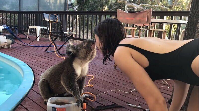 Поцелуй коалы: в благодарность