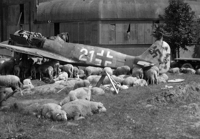 Овцы пасутся под разрушенным Fw-190 под Нюрнбергом летом 1946 года