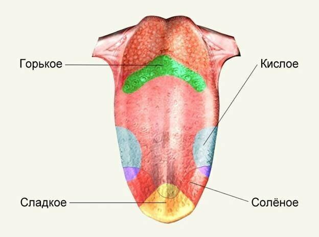 На языке есть зоны, отвечающие за разные вкусов