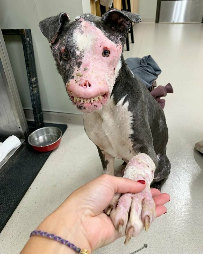 Из-за болезни этот пес страдал, но ему улыбнулась удача