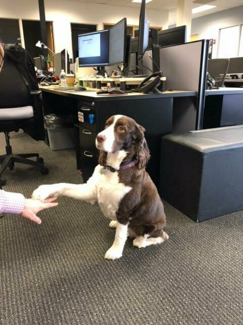 Этот пёс - любимец всего офиса