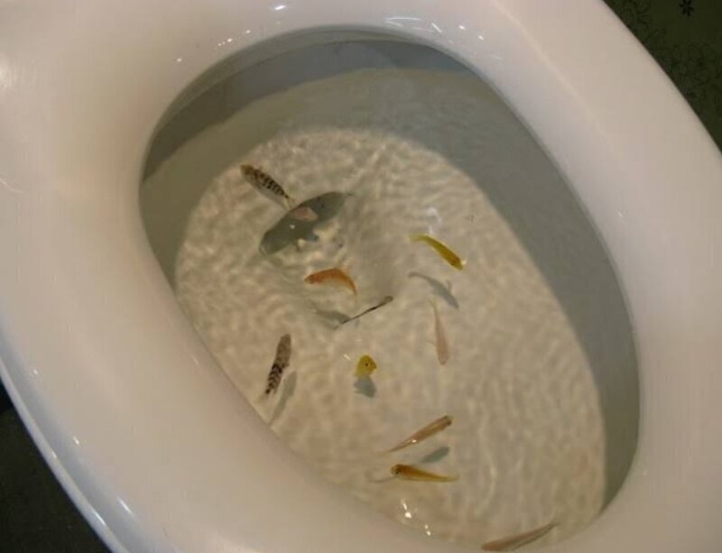 Благодаря коронавирусу, вода в офисных туалетах очистилась и туда вновь за долгое время возвращаются дикие рыбки!  Планета исцеляется...