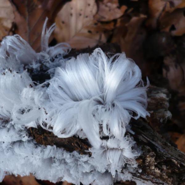 "Ледяные волосы". Это явление возникает обычно на обломанных ветках и мелких растениях. В особенных погодных условиях: при заморозках, когда почва очень влажная, но ещё не замороженная.