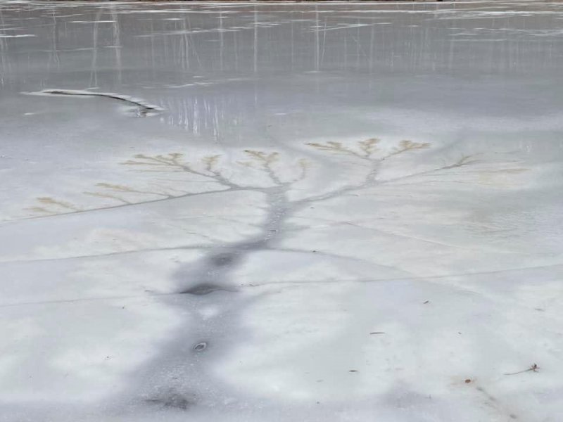Упавшее дерево подо льдом