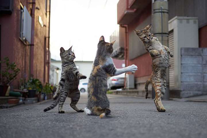 Грации этих котов позавидуют участники шоу «Танцы»