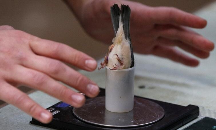 Как зоологи измеряют вес птиц