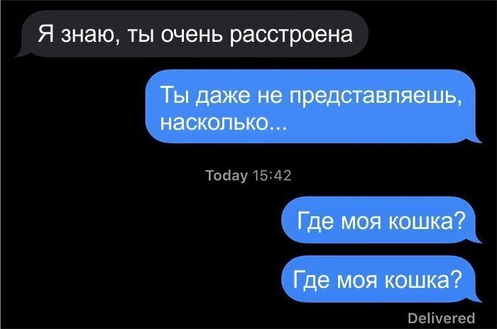 Студентка отыскала любимую кошку, брошенную родителями в приюте