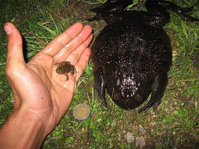 Одна из самых крупных и тяжелых лягушек в мире (до трех кг)