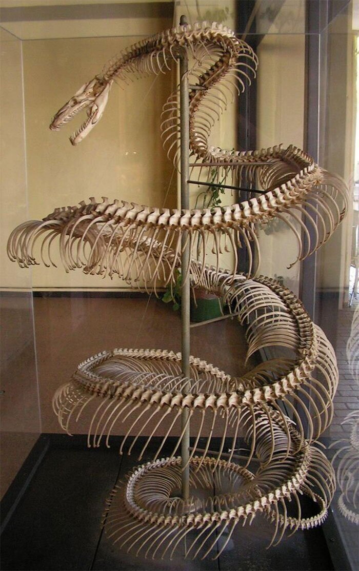 Скелет 8-метровой анаконды