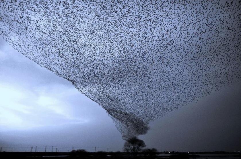 Птицы образовали настоящее торнадо