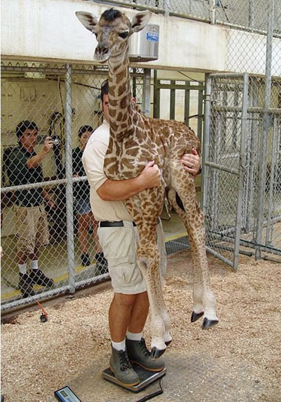 Если не удаётся поставить жирафа на весы, можно взять его на ручки и встать самому