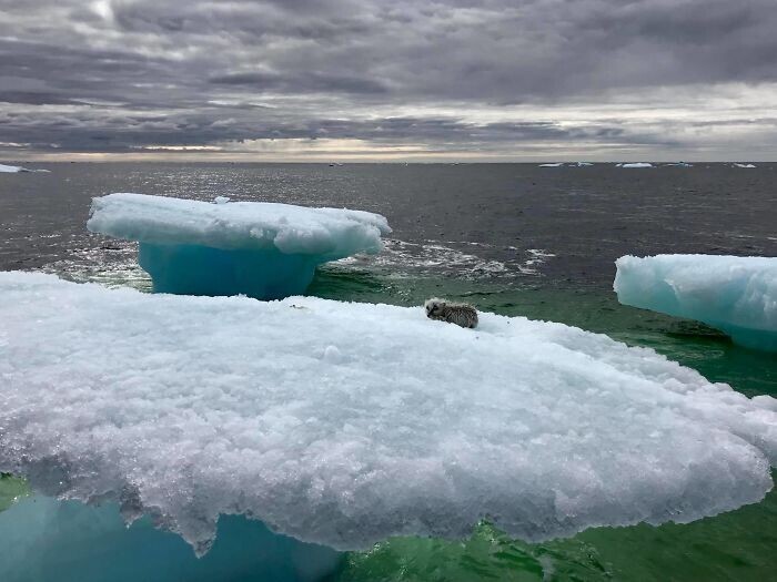 Канадские рыбаки спасли незадачливого пловца на айсбергах
