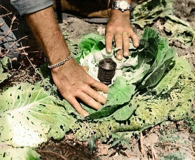Мина, замаскированная под кочан капусты в Окинаве, 1945 год