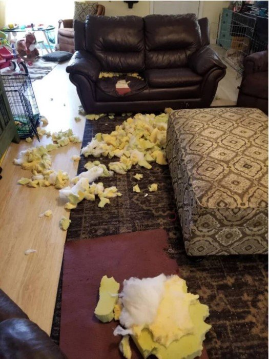 Когда оставил пса наедине с мебелью
