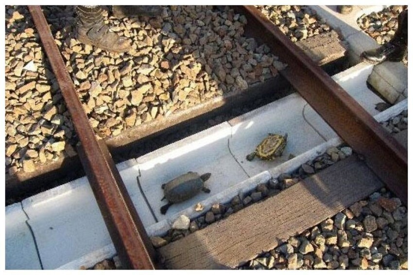 А в Японии специальные ниши для черепах под железнодорожным полотном