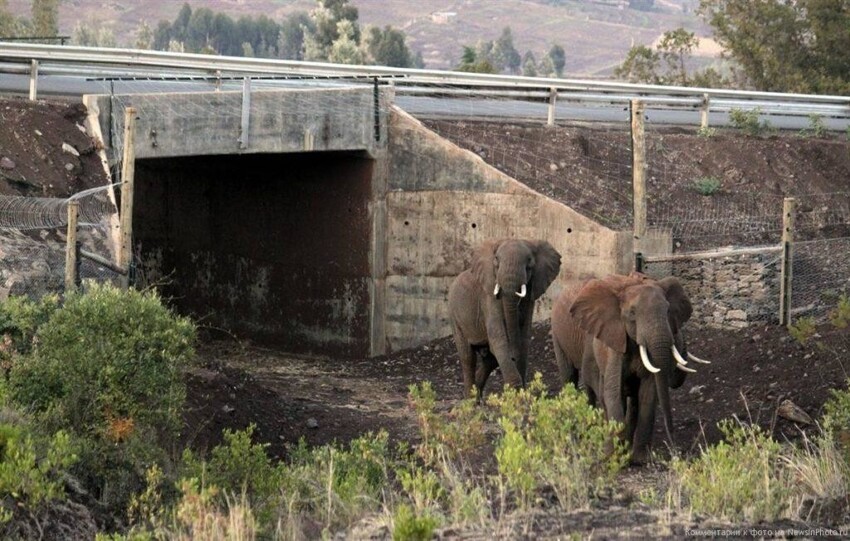 Так был сделан специальный подземный переход для слонов, Кения