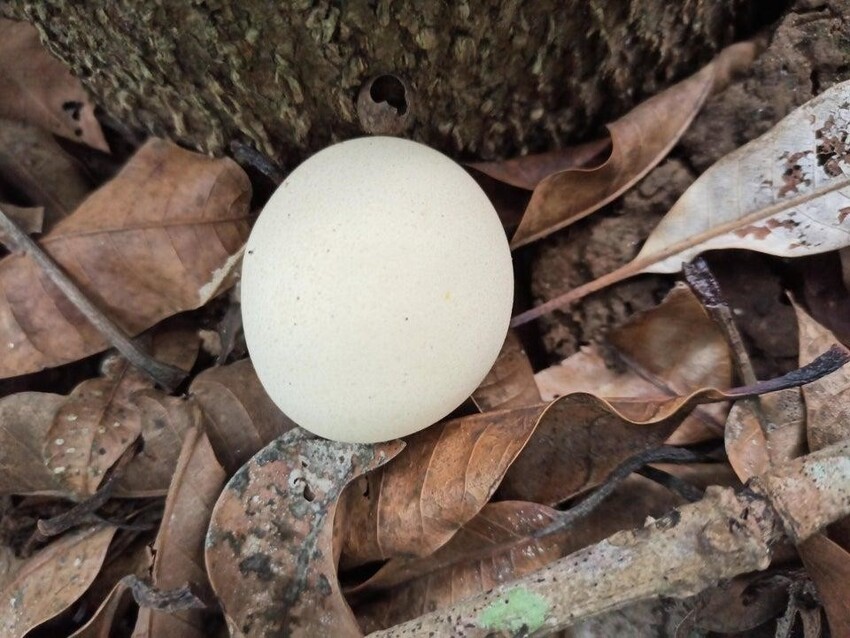 Это не яйцо, это гриб