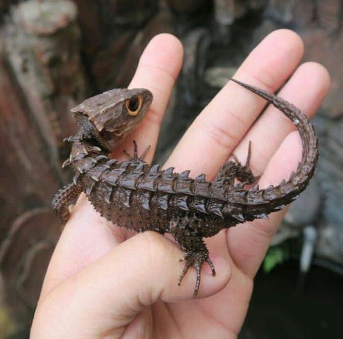 Крокодиловый сцинк - маленький дракон