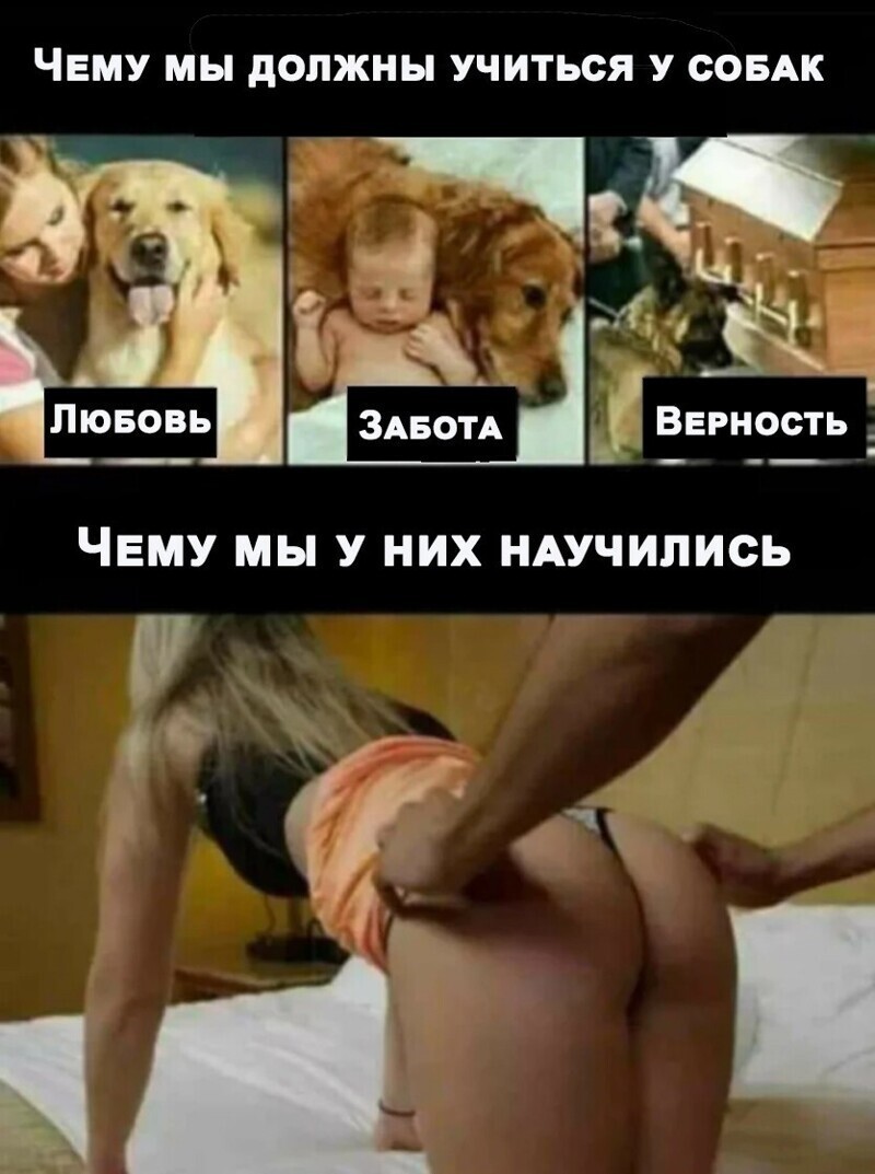 Нам есть чему поучиться у собак.