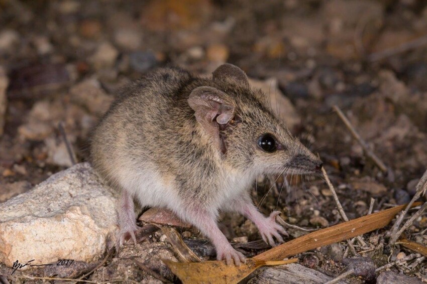 Самцы сумчатой мыши мульгары спариваются до 12 часов в сутки, и после этого обычно умирают от потери сил и разрушения иммунной системы