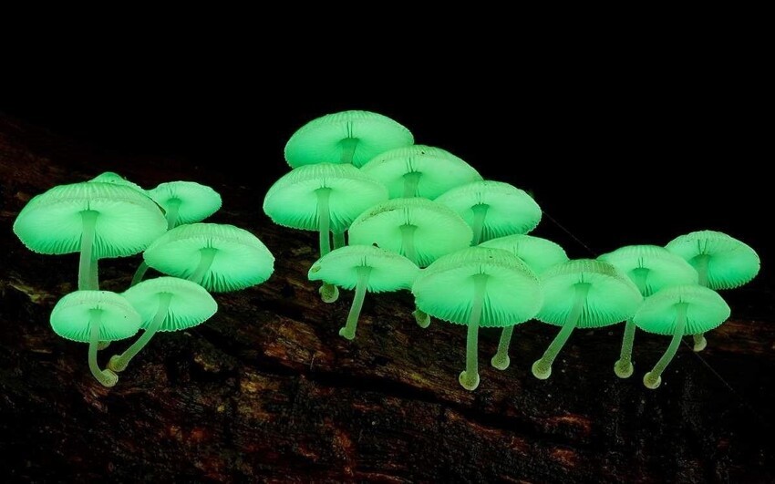 75 видов грибов светятся в темноте