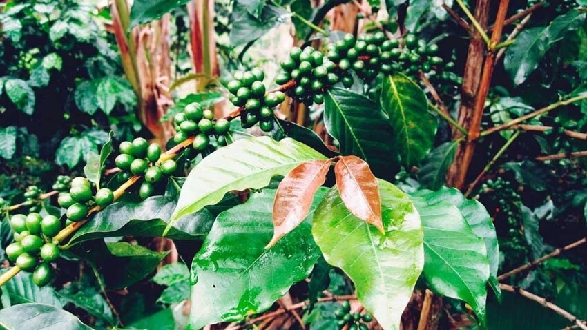 В мире произрастает около 125 видов кофейных деревьев, но это всё гибриды. Основных всего 4 вида: арабика, робуста, либерика и эксцельса