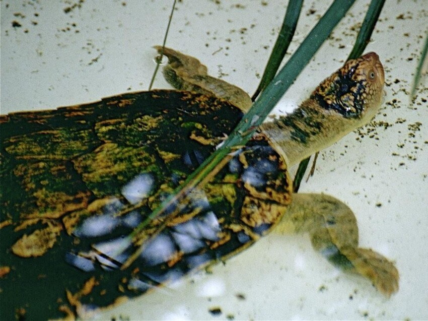 Речная черепаха Фитцроя дышит под водой кислородом, который извлекает из анальных пузырей