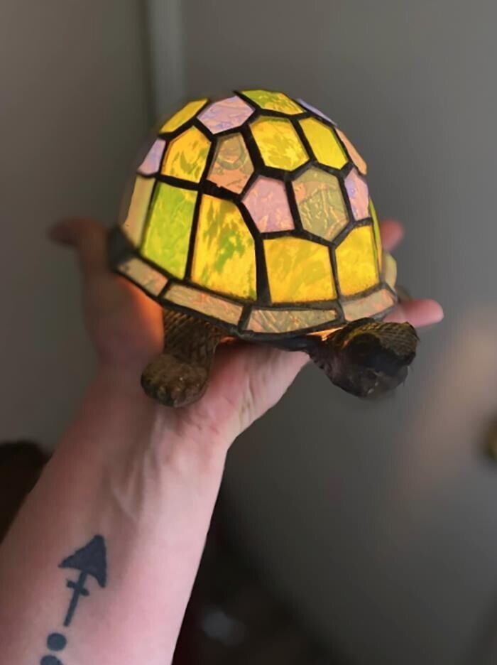 "Моя невероятная лампа-черепаха с распродажи"