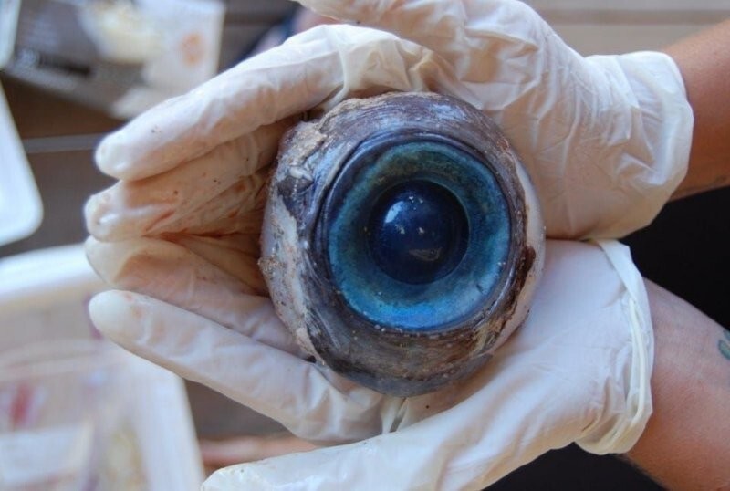 Размеры глаза гигантского кальмара