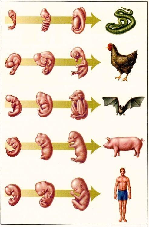Развитие эмбрионов