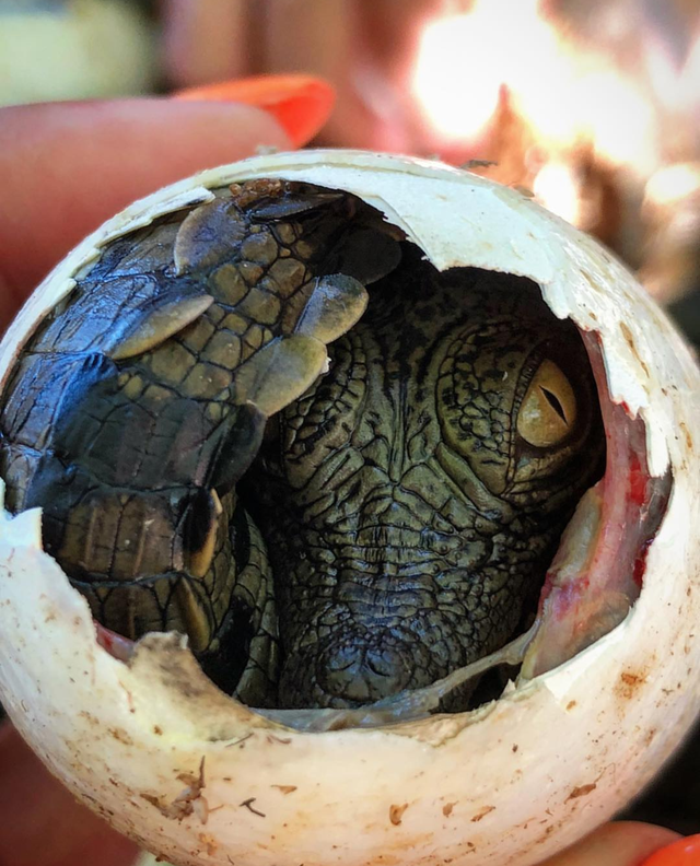 Новорожденный нильский крокодил