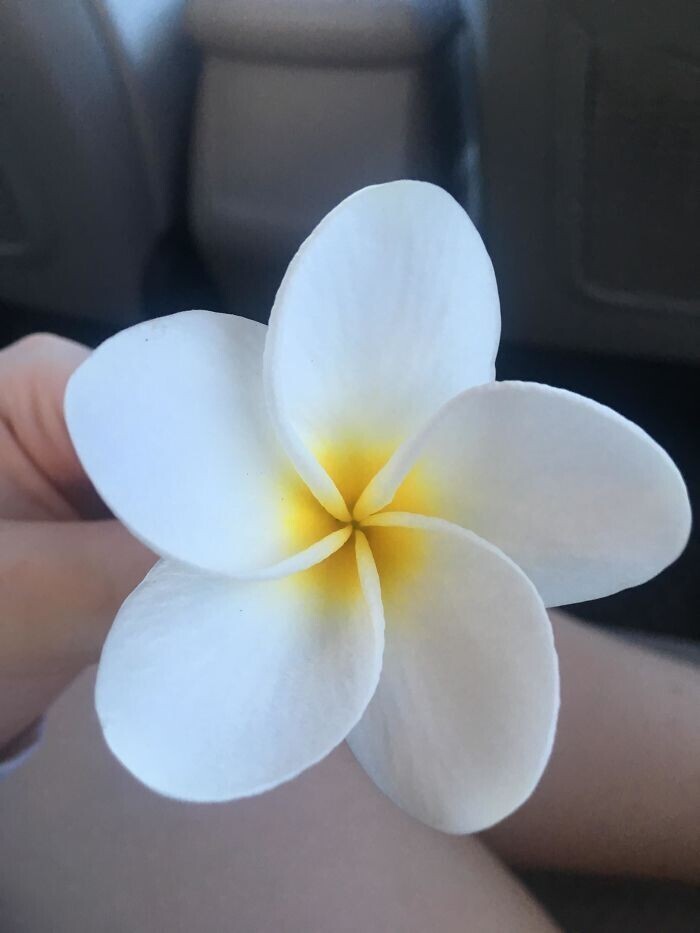 Цветок, найденный на Гавайях