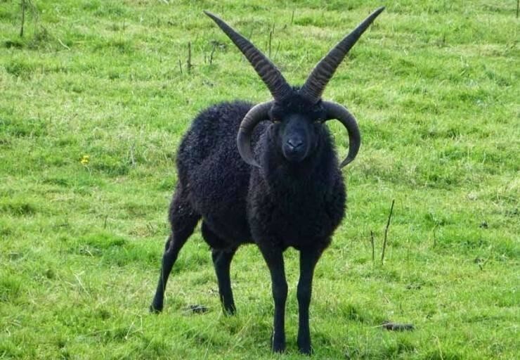 Четырёхрогая гебридская овца, Шотландия. Выглядит довольно по-сатанински