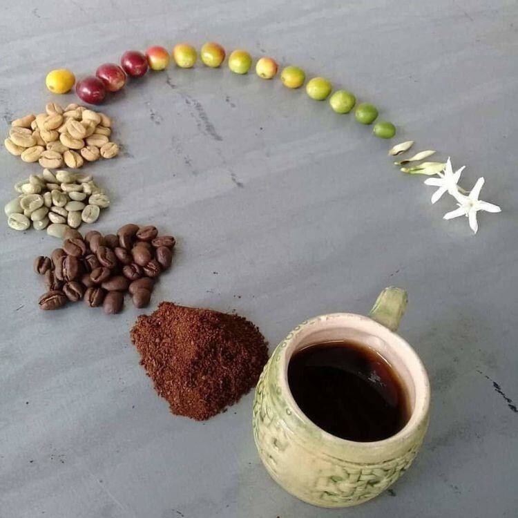 Жизненный цикл кофе