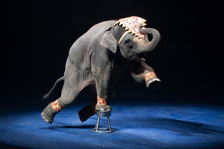 Франция запретила использовать животных в цирке, на потеху толпе