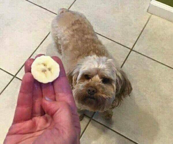 В банане изображена морда моей собаки