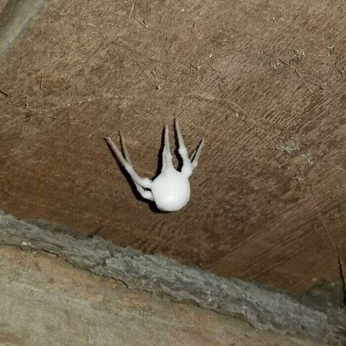 "Паук-зомби" - паук, покрытый грибком. То ли полумертвый, то ли полуживой. Найден в подвале