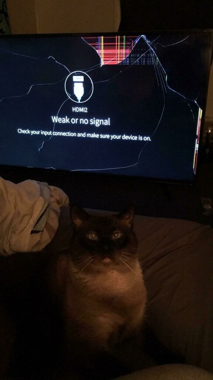 "Мой кот столкнул телевизор со стола. Кажется, ему не жаль"