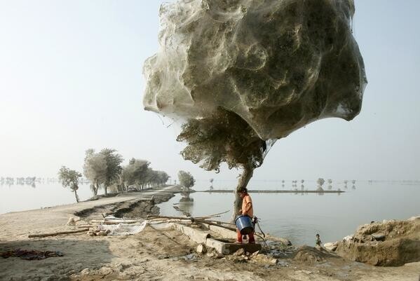 Деревья в паутине после наводнения, Пакистан