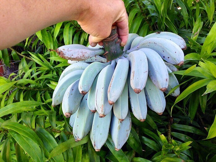 Синие яванские бананы имеют консистенцию мороженого и пахнут ванилью